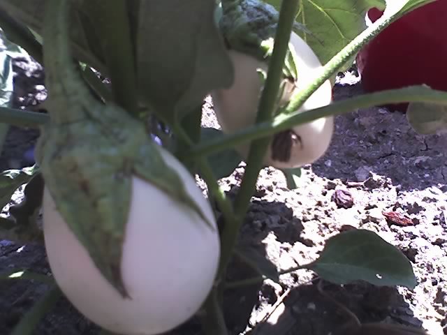 13-08-12_1126 - Vanata alba_Eggplant White