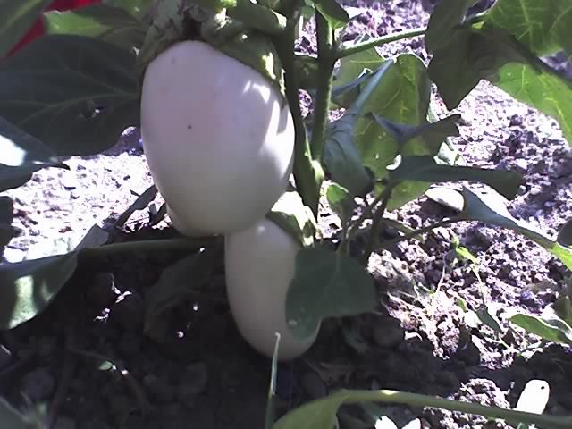 13-08-12_1127 - Vanata alba_Eggplant White