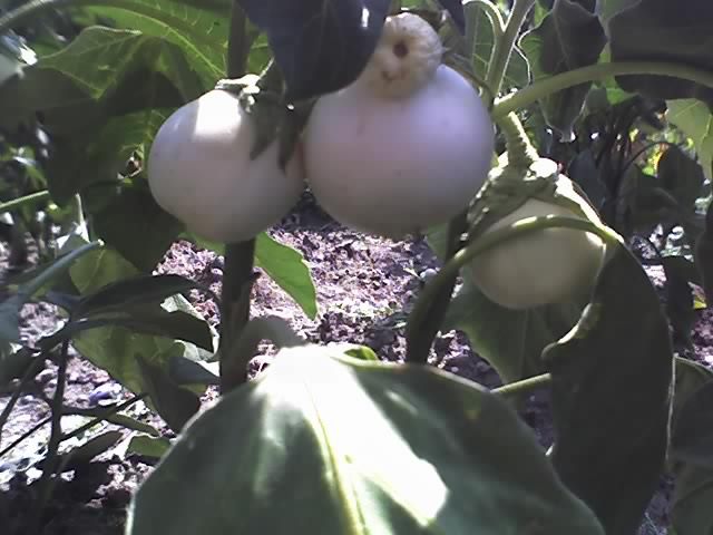 13-08-12_1128 - Vanata alba_Eggplant White