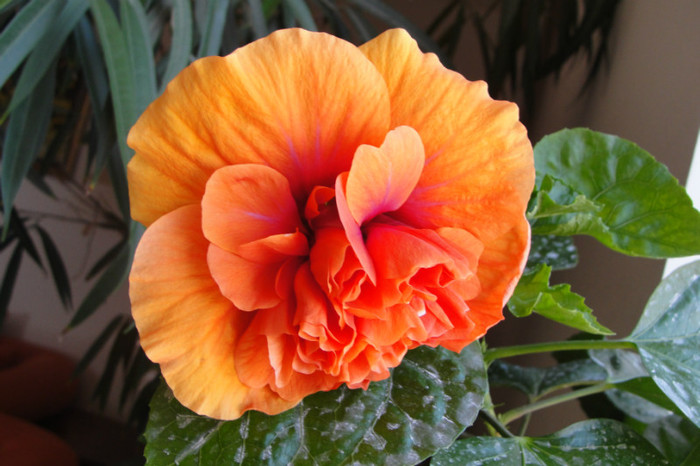 Hibiscus Gator Orange