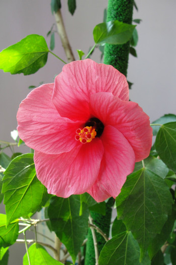 Hibiscus Cairo rosa