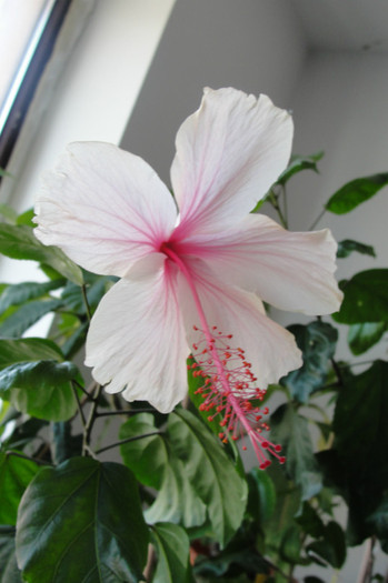 hibiscus Dainty Pink - B-hibiscus-2012 3