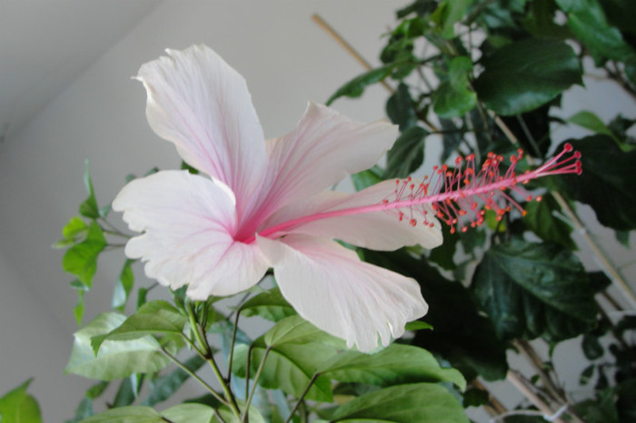  - B-hibiscus-2012 3