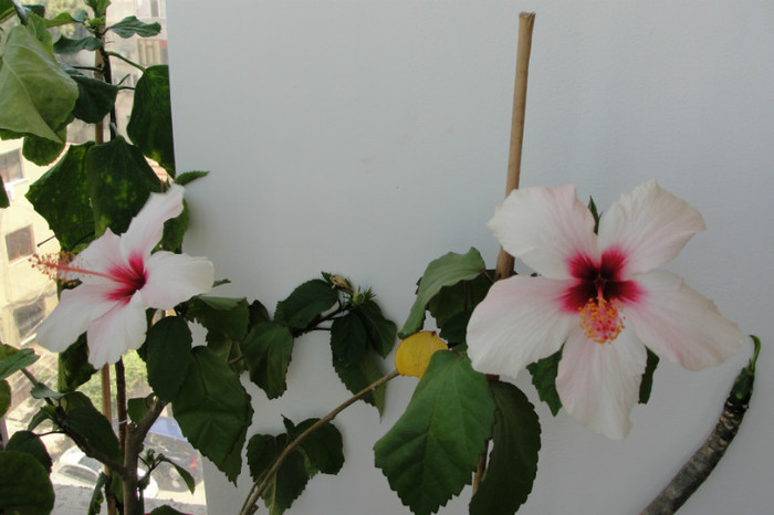 hibiscus Natal