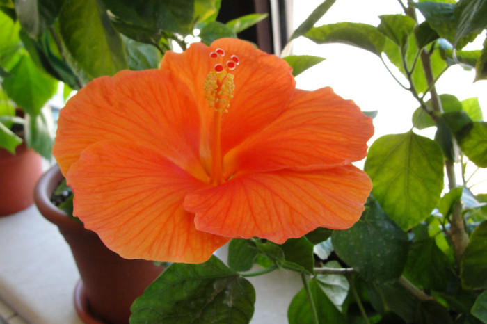 hibiscus Gator Orange
