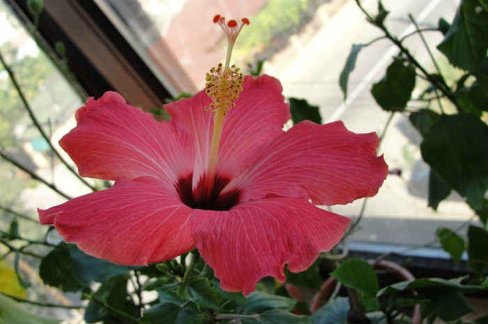 hibiscus Versicolor