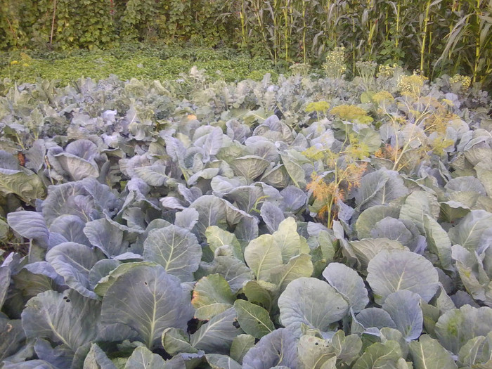 GRADINA MEA VARZA BIOO