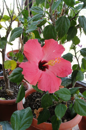 hibiscus Versicolor