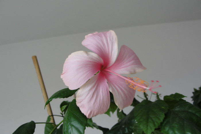 hibiscus Dainty Pink