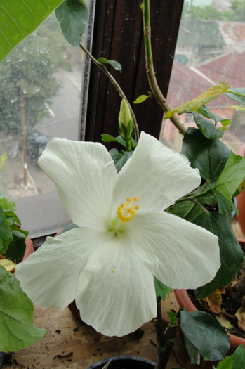 hibiscus Truely Fair