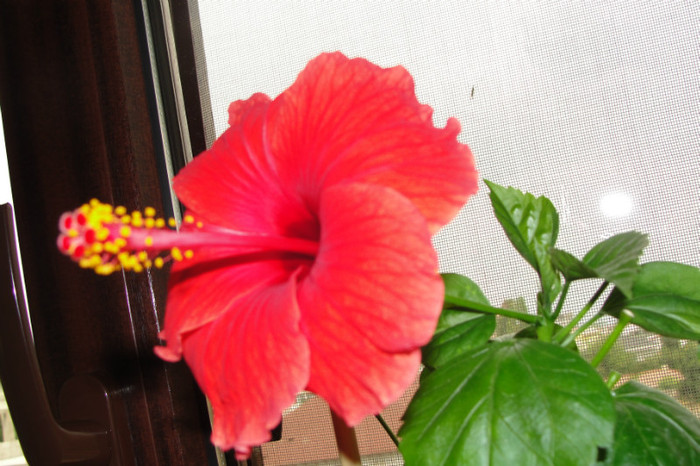 hibiscus Paris
