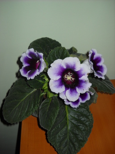 15.08.2012 >seara - 1GLOXINIA-2012