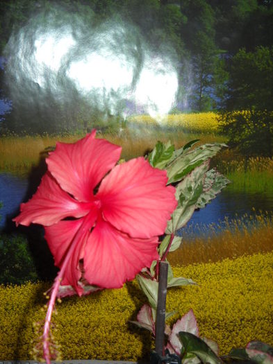 A> 2-a floare! - HIBISCUS - 2012