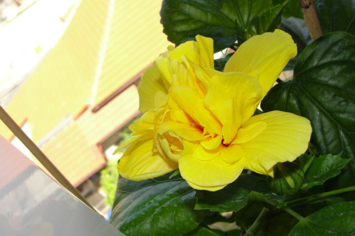 hibiscus Koenig - B-hibiscus-2012 3