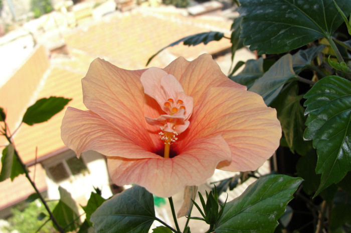 DSC02737 - B-hibiscus-2012 3