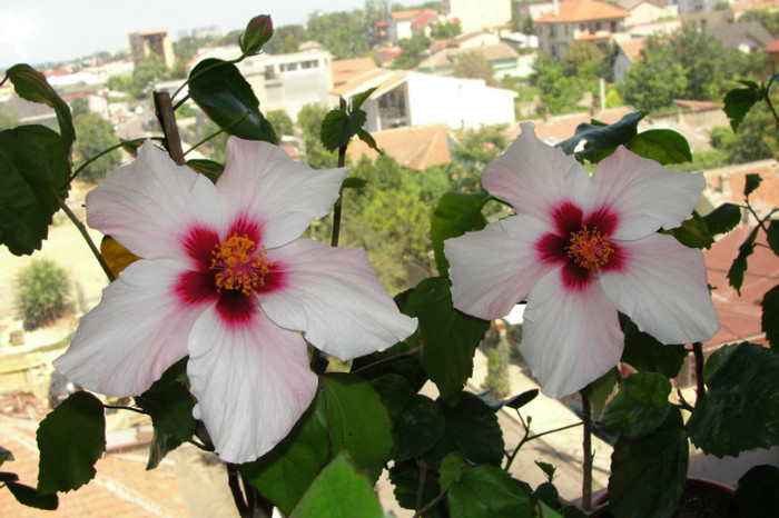 DSC02741 - B-hibiscus-2012 3