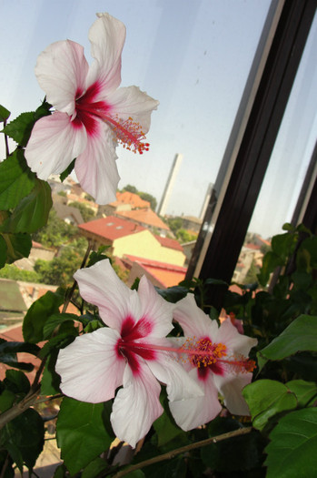 DSC02742 - B-hibiscus-2012 3