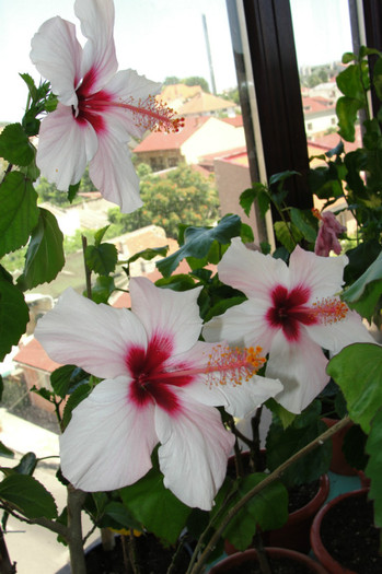 DSC02743 - B-hibiscus-2012 3