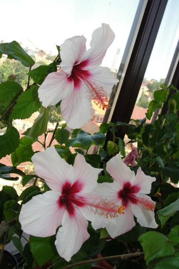 DSC02745 - B-hibiscus-2012 3