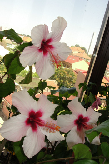 DSC02746 - B-hibiscus-2012 3