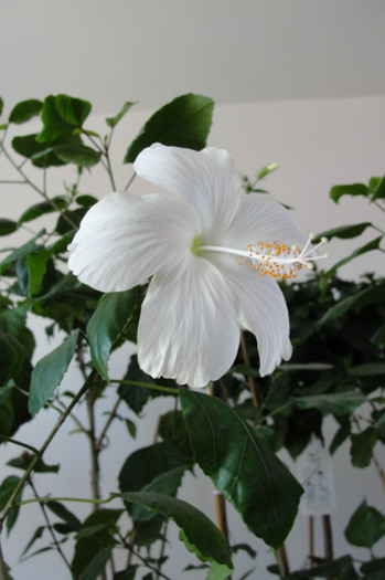  - B-hibiscus-2012 3