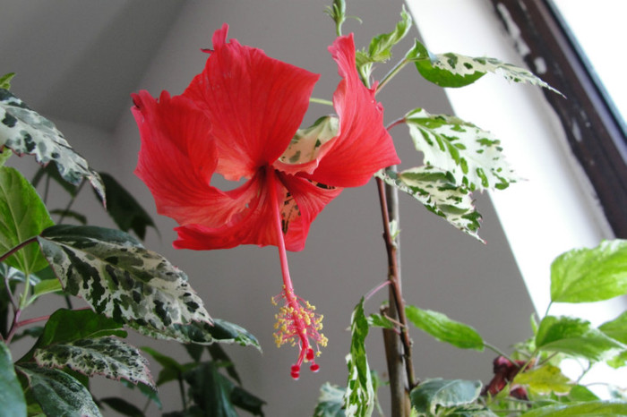  - B-hibiscus-2012 3
