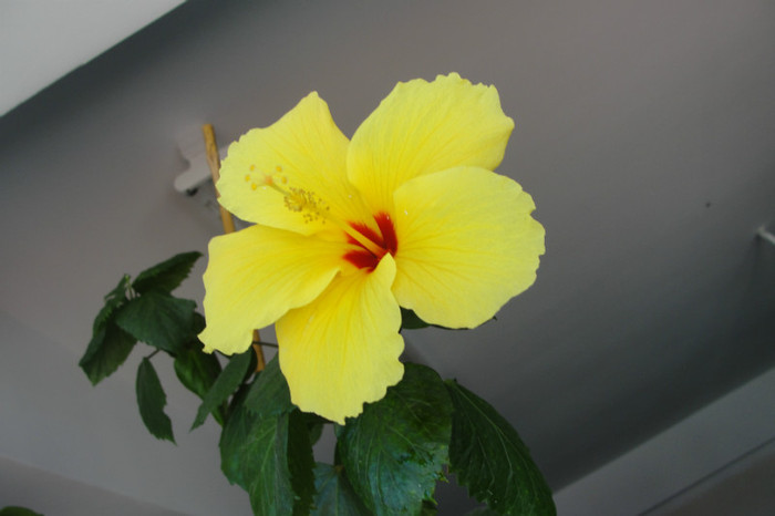  - B-hibiscus-2012 3