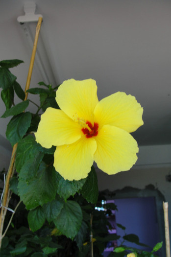  - B-hibiscus-2012 3