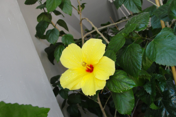  - B-hibiscus-2012 3