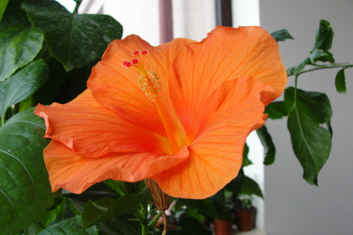 Gator Orange - B-hibiscus-2012 3