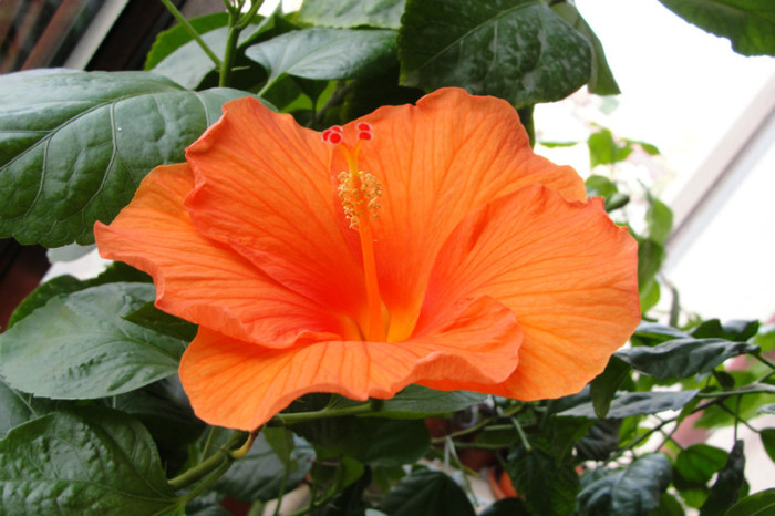  - B-hibiscus-2012 3