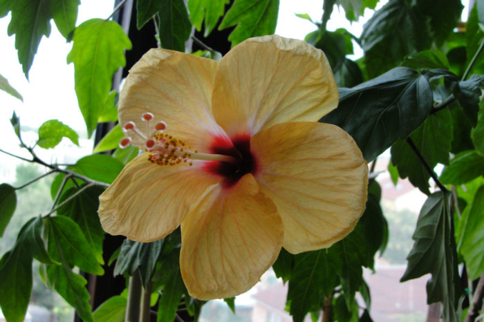 DSC03436 - B-hibiscus-2012 3