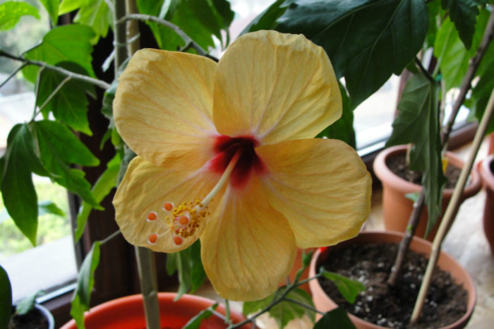 DSC03437 - B-hibiscus-2012 3