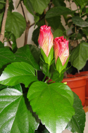 DSC03440 - B-hibiscus-2012 3