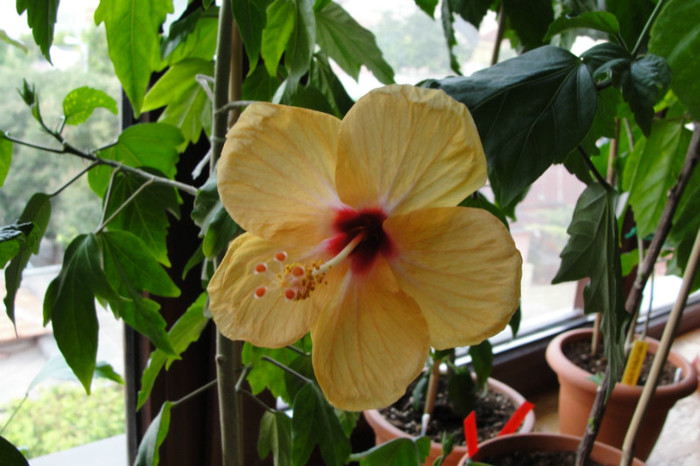 DSC03435 - B-hibiscus-2012 3