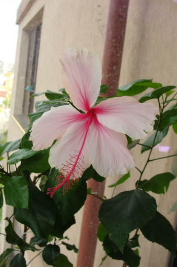 DSC03453 - B-hibiscus-2012 3
