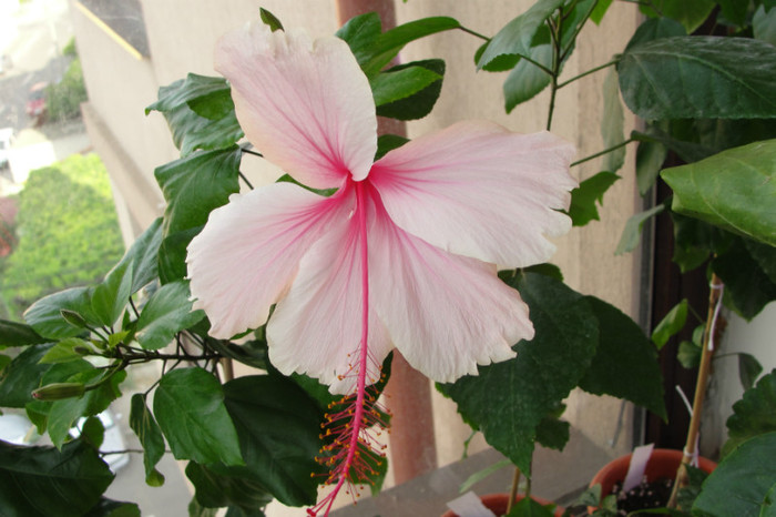 DSC03454 - B-hibiscus-2012 3
