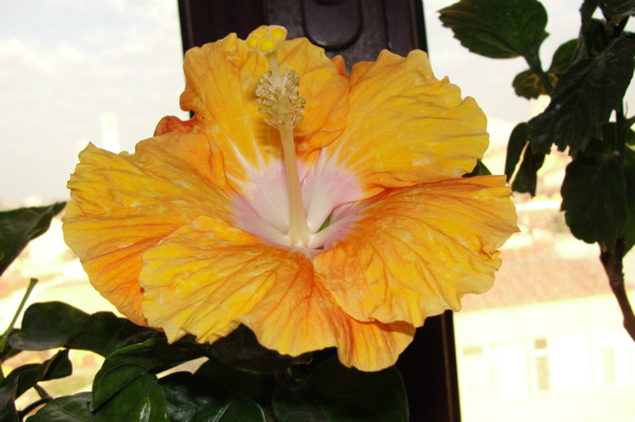 DSC03458 - B-hibiscus-2012 3