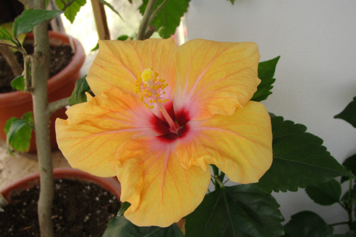 DSC03462 - B-hibiscus-2012 3