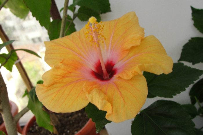 DSC03463 - B-hibiscus-2012 3