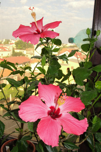 DSC03466 - B-hibiscus-2012 3