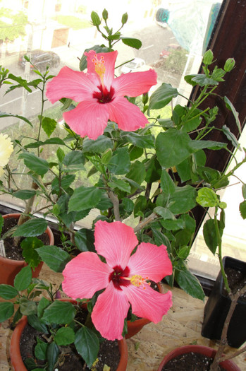 DSC03467 - B-hibiscus-2012 3