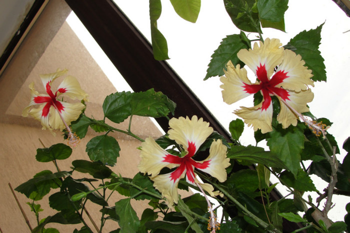 DSC03474 - B-hibiscus-2012 3