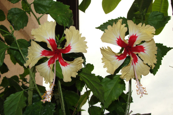 DSC03475 - B-hibiscus-2012 3