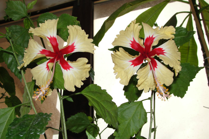 DSC03476 - B-hibiscus-2012 3