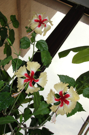 DSC03477 - B-hibiscus-2012 3