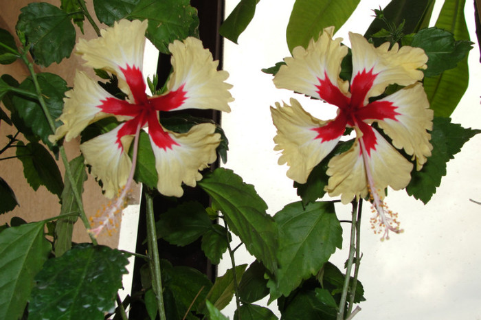 DSC03479 - B-hibiscus-2012 3