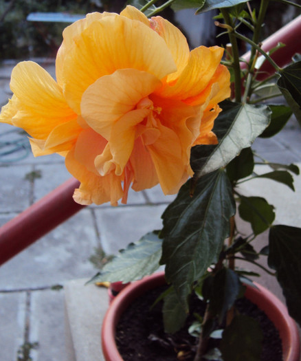 DSC09441 - Hibiscus