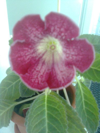 tigrina red - gloxinia 2012