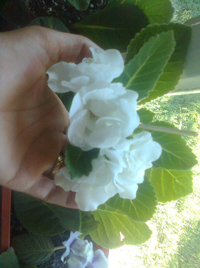 Clau^^2792 - gloxinia 2012